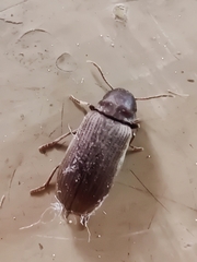 Hadrobregmus confusus