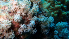 Asterospicularia randalli