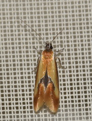 Batia lunaris