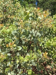 Arctostaphylos viscida