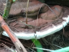 Ganoderma