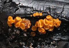 Anthracobia muelleri