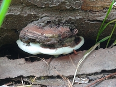 Ganoderma