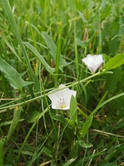 Convolvulus arvensis