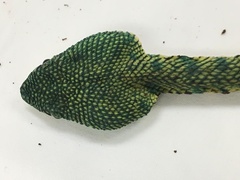 Tropidolaemus subannulatus