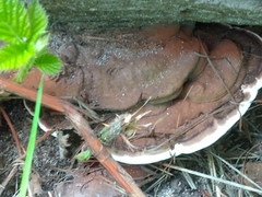 Ganoderma