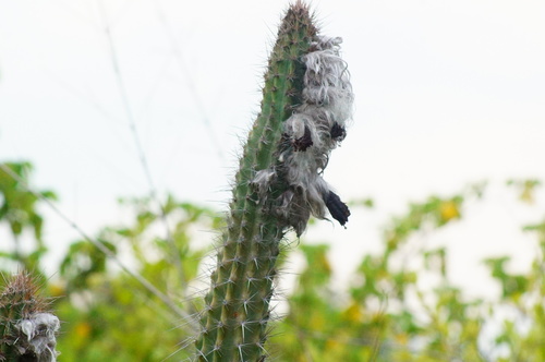 Pilosocereus collinsii