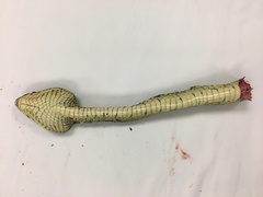 Tropidolaemus subannulatus