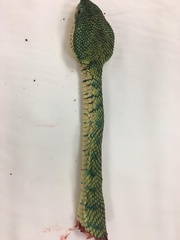 Tropidolaemus subannulatus