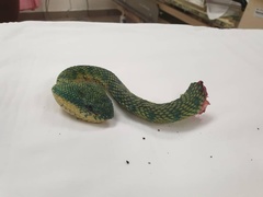 Tropidolaemus subannulatus