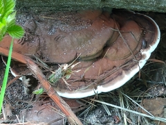 Ganoderma