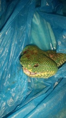 Tropidolaemus subannulatus