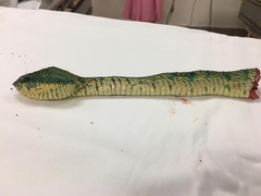 Tropidolaemus subannulatus