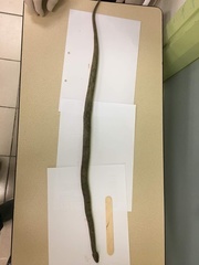 Cerberus schneiderii