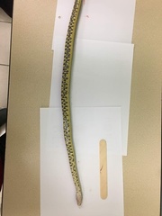 Cerberus schneiderii