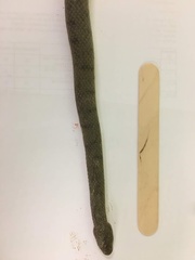 Cerberus schneiderii