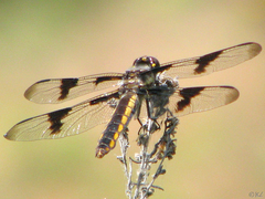Libellula forensis × pulchella