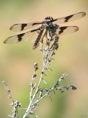 Libellula forensis × pulchella