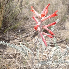 Astragalus helleri