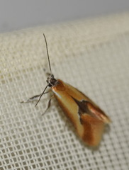 Batia lunaris