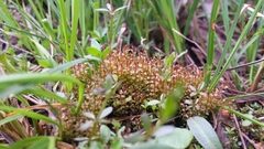 Ptychostomum weigelii