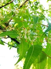 Azadirachta indica