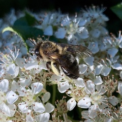 Andrena