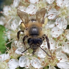 Andrena