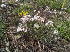 Gypsophila fastigiata