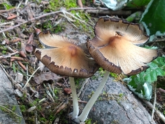 Coprinellus micaceus