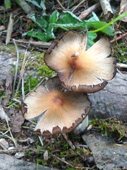 Coprinellus micaceus