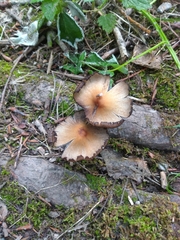 Coprinellus micaceus