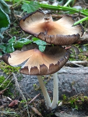 Coprinellus micaceus