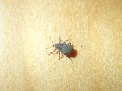 Trichosirocalus troglodytes