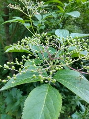 Sambucus nigra