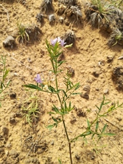 Astragalus arenarius