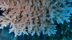 Acropora granulosa