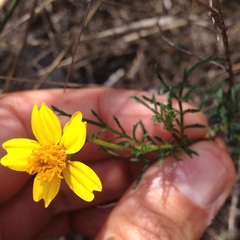 Tagetes linifolia
