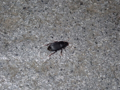 Harpalus tardus