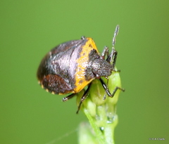 Cosmopepla uhleri