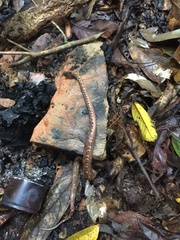 Craspedocephalus borneensis