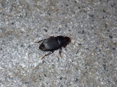 Harpalus tardus