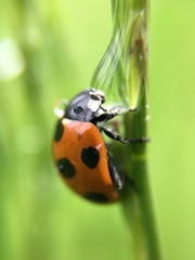 Coccinella septempunctata