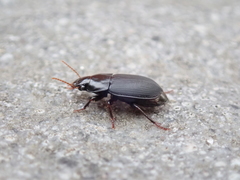 Harpalus tardus