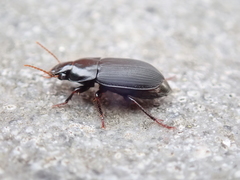 Harpalus tardus