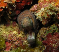 Gymnothorax breedeni