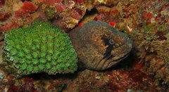 Gymnothorax breedeni