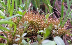 Ptychostomum weigelii