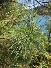 Pinus lambertiana