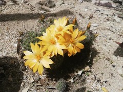 Mammillaria beneckei